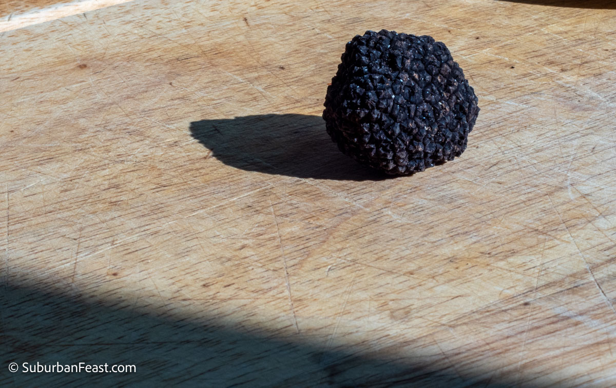 Black Truffle in the Sunlight